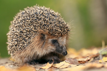 Similar image 10498548