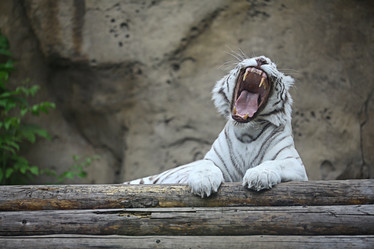 Similar image 10498617