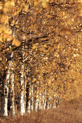 Similar image 10499044