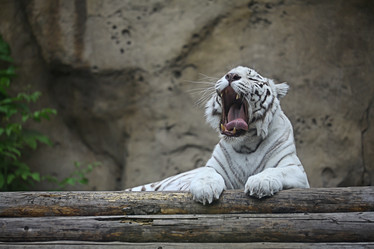 Similar image 10499291