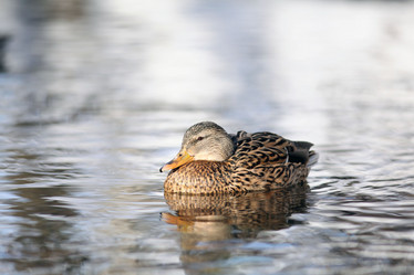 Similar image 10499566