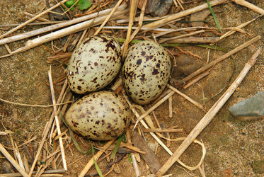 Similar image 10499717