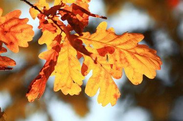 Similar image 10499902