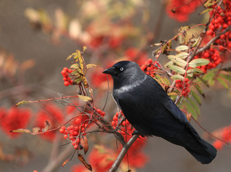 Similar image 10499934