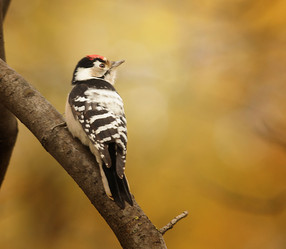 Similar image 10499954