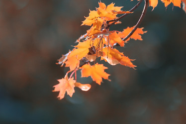 Similar image 10500092