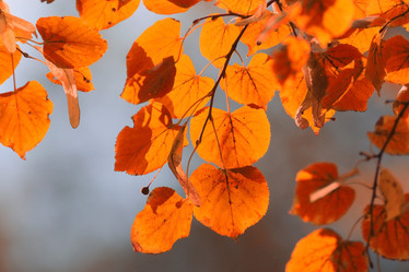 Similar image 10500096