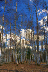 Similar image 10500305