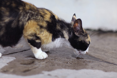 Similar image 10500307