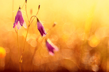 Similar image 10500392