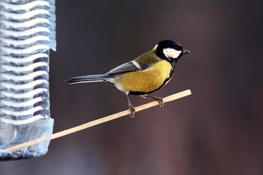 Similar image 10500833