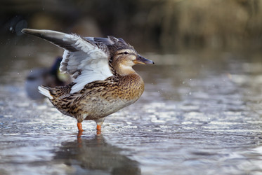 Similar image 10500844