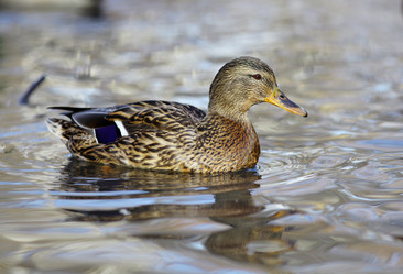 Similar image 10500848