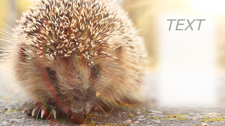 Similar image 10502706