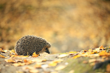 Similar image 10502944