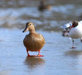 Similar image 10502981