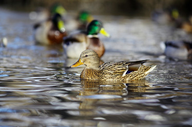 Similar image 10503342