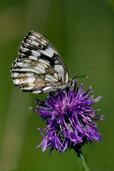 Similar image 10506889