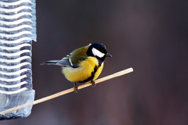 Similar image 10507495