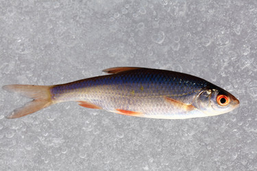 Similar image 10507642