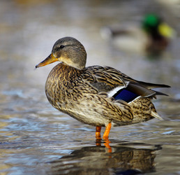 Similar image 10507669