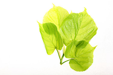 Similar image 10508001