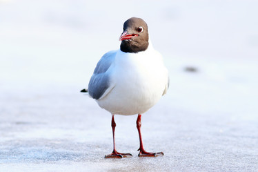 Similar image 10508112