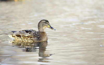 Similar image 10508454