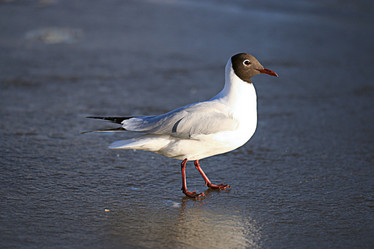 Similar image 10508942