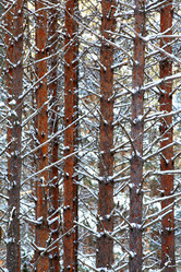 Similar image 10509100