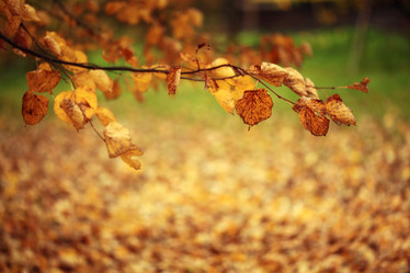 Similar image 10509902