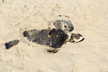 Similar image 10510259