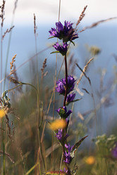 Similar image 10510396