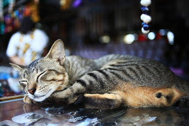 Similar image 10510455