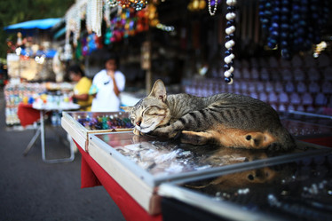 Similar image 10514027