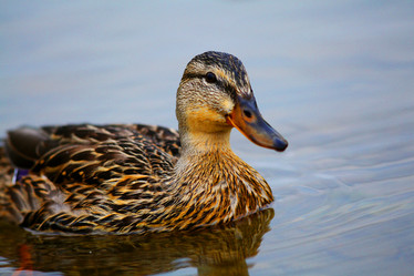 Similar image 10515751