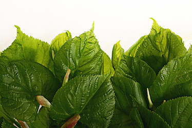 Similar image 10518264