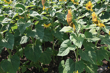 Similar image 10518931