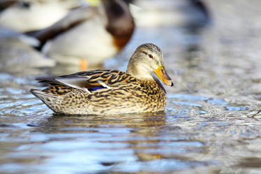 Similar image 10519044