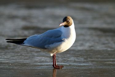 Similar image 10527207