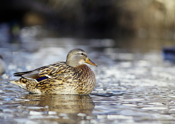 Similar image 10527224