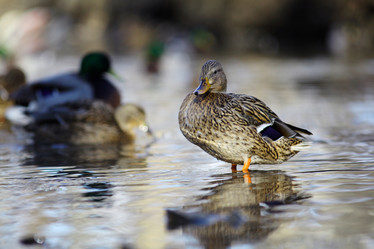 Similar image 10527228