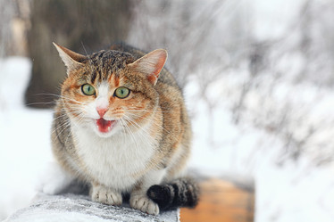 Similar image 10527484