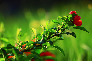 Similar image 10528159