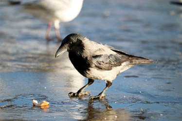 Similar image 10528388