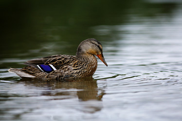 Similar image 10529821