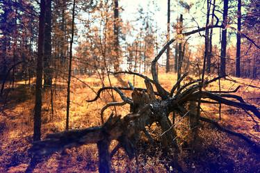 Similar image 10529916