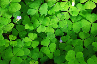 Similar image 10529960