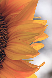 Similar image 10530201