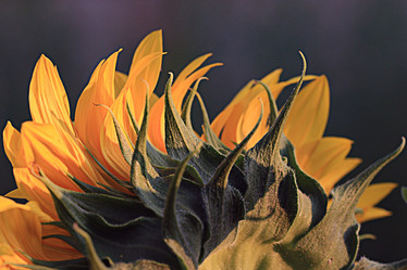 Similar image 10530202